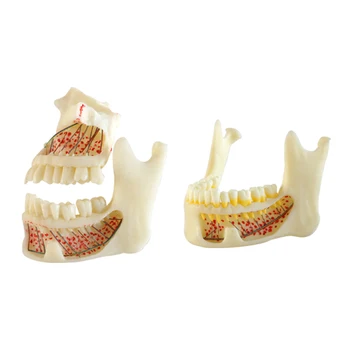 Стоматологични материали на Долната Челюст Моедель с тръба на шарнирна Връзка Щечная Анатомическая Модел на Долната Челюст Стоматологични Материали